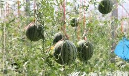 湖州网红吃瓜事件视频,一场网络热议的幕后真相揭秘